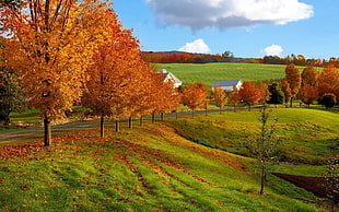 photo of brown trees and green field under blue and white sky
